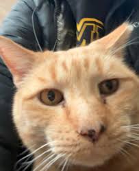 We want to extend a heartfelt thank you to Richard Deuso and Mary for their  generous donation of cat food this holiday season! Our elf Ralphie even  joined in to help feed