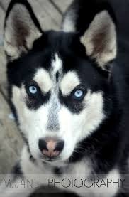 Black And White Siberian Husky Puppy Pin By Claire Lewis On I M Obsessed With Dogs And Other Animals Siberian Husky Puppy Siberian Husky Husky Puppy