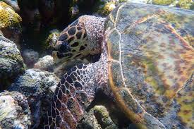 Velg blant mange lignende scener. Why Are Sea Turtles Important To The Environment Olive Ridley Project