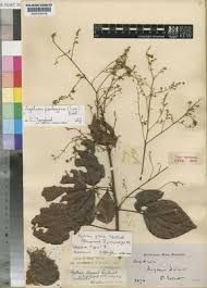 Image result for Agelaea pentagyna