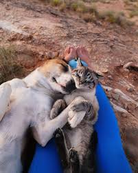 Henry And Baloo Cute Cats And Dogs Dogs And Kids Cute Animals