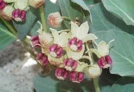 Asclepias Cryptoceras Davis Milkweed 10 Seeds Asclepias Milkweed Unusual Plants