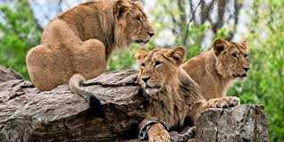 Weitere ideen zu löwe frau, löwen bilder, zeichnung. Zwei Lowen Greifen Im Serengeti Park Pfleger An 24 Jahriger Schwer Verletzt