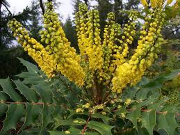 With unique beachside attractions haystack. These Winter Blooming Plants Will Brighten Oregon Gardens Dark Days Oregonlive Com