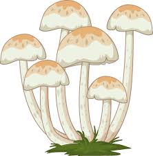 How many mushroom clip art images are there? Many Mushrooms In Cartoon Style On White Background 2189155 Vector Art At Vecteezy