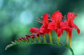 This early flowering variety can withstand heat and drought unusually well. Love Hummingbirds Grow Crocosmia Longfield Gardens