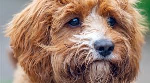 Are cavapoo puppies easy to train? Cavapoo Dog Breed Information Traits Size Puppy Prices More