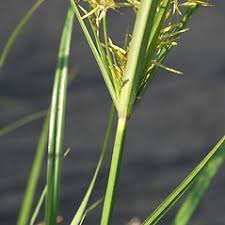 Image result for Cyperus clavinux