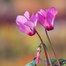 Fall blooming bulbs are more difficult to bring to mind. When To Plant Tubers For Autumn Blooming Cyclamen Horticulture