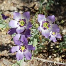 Image result for eustoma maurine