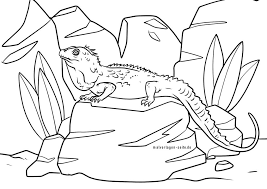 Knife codes mm2 2021 unexpired : Kostenlose Ausmalbilder Echsen Und Eidechsen Fur Kinder