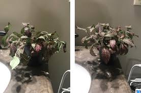 Check spelling or type a new query. My Drama Queen Nerve Plant Before And After Watering The Second Photo Is Only 20 Minutes Afterwards Houseplants