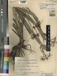 Image result for Hypolytrum heteromorphum