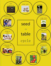 Seed To Table Cycle Chart Studying Food School Yard Sustainable Food