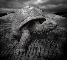 Beautiful Black And White Animal Photography Beautiful Black White Photography Of Animals Hongkiat Animals Black And White Black And White Photographs Animal Photography