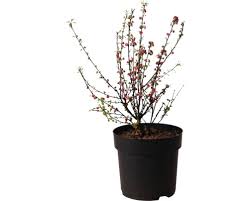 Image result for mandloň trojlaločná