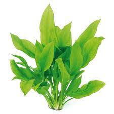We did not find results for: Echinodorus Bleherae Grosse Amazonas Schwertpflanze Im Bund