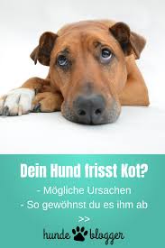 Dein Hund Frisst Kot Grunde Und Tipps Zum Abgewohnen In 2020 Hunde Hund Und Katze Hundetraining
