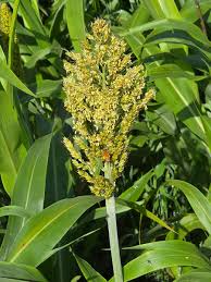 Image result for Sorghum bicolor