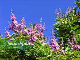 Image result for Lagerstroemia speciosa