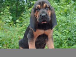 Black And Tan Bloodhound Black And Tan Bloodhound Puppies Pics Puppy Pictures Bloodhound Puppies Bloodhound