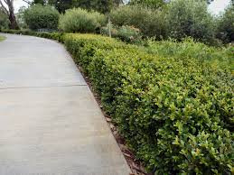 All plants need water while establishing their root system and during periods of extended drought. Angus S Top Ten Australian Plants For Hedges Gardening With Angus