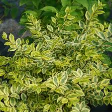 Image result for ligustrum ovalifolium