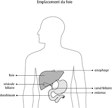 Reconnaître et nommer les parties du corps. Le Foie Societe Canadienne Du Cancer