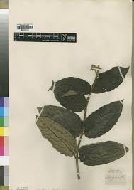 Image result for Agathisanthemum globosum