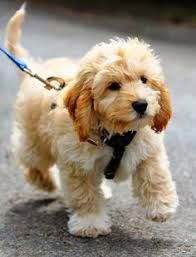 68 Small Breed Puppies For Sale Near Me Ideas Puppies Dogs Cute Dogs