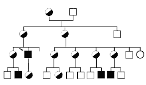 Maybe you would like to learn more about one of these? Arbol Genealogico De La Familia Despues De Hacer El Estudio Genetico Download Scientific Diagram
