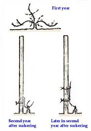 Image result for grape pruning