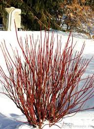 Maybe you would like to learn more about one of these? 62 Central Oregon Plant Tree Ideas Plants Trees To Plant Outdoor Gardens