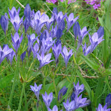 Image result for Xylia torreana