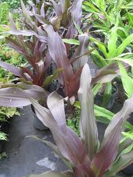 Image result for Crinum asiaticum