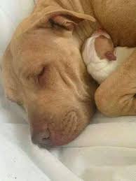 Anne Ile Yavru Kopek Goruntuler Ile Yavru Kopek Pitbull Kopek