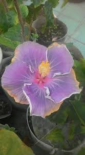 Taiwan Blue Fox William J H Hibiscus Plant Hibiscus Flowers Hibiscus