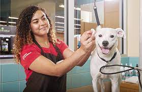 Is graduating from their academy enough or do you still need at least 1 year of experience?' from petco employees. Careers Petco