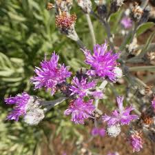 Image result for Vernonia natalensis