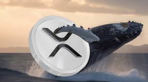 نهنگ‌های ریپل ۶۴۲ میلیون دلار XRP انباشت کردند! پایان روند نزولی نزدیک است؟