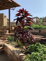 Image result for Amaranthus cruentus