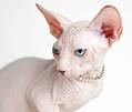 6 Strange Breeds of Hairless Cats | Featured Creature