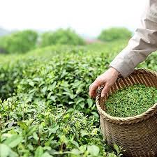 Cold Hardy Tea Plant For Sale Tea Plant Fast Growing Trees Tea Garden