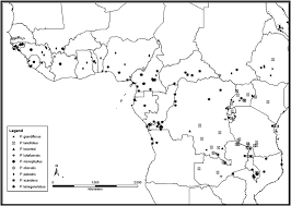 Image result for Psophocarpus lancifolius