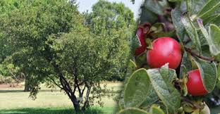 Image result for Diospyros lycioides