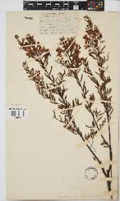 Image result for Aeschynomene tenuirama