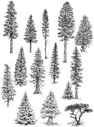 Convincing Conifers How To Draw Trees Landscape Drawings Tree Drawing Realistic Drawings