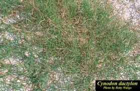 Image result for Cynodon dactylon