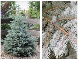 This cultivar of colorado spruce is considerably slower growing than the native. Baby Blue Eyes Spruce The Garden Kingdom