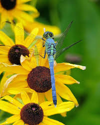 Black And Blue Dragonfly Pin On Flowers